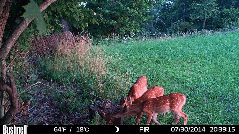 Patoka Sportsman 6-23-18