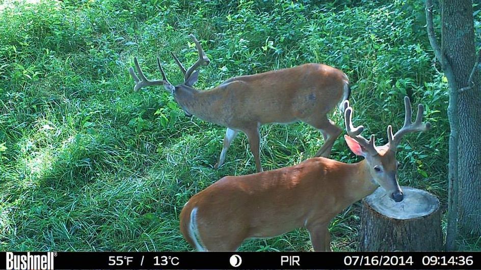 Patoka Sportsman 7-18-20