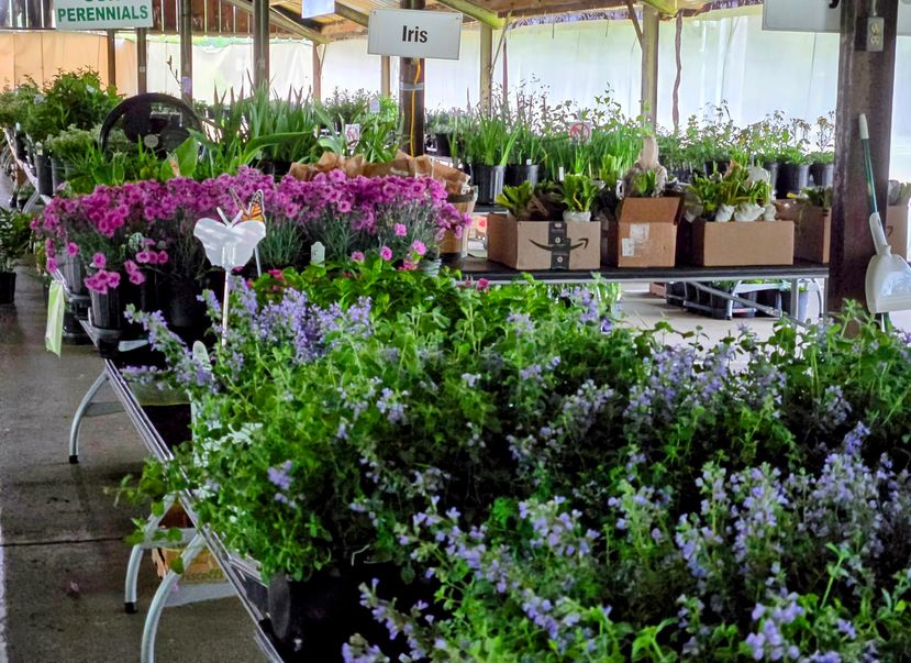 Southwestern Indiana Master Gardener Association to Host Annual  Plant Sale First Saturday of May