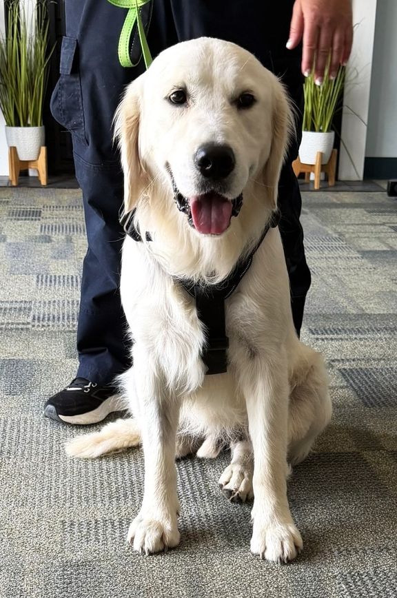 New Therapy Dog Joins Deaconess Memorial Medical Center's Healing Mission