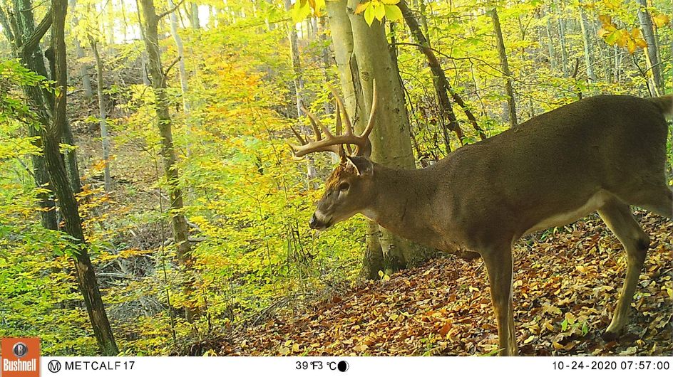 Patoka Sportsman 10-31-20