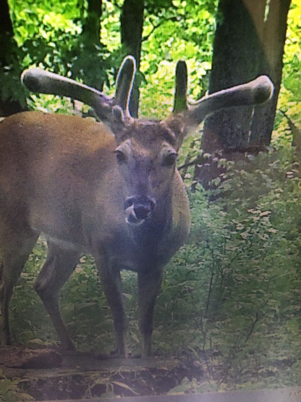 Patoka Sportsman 6-15-19