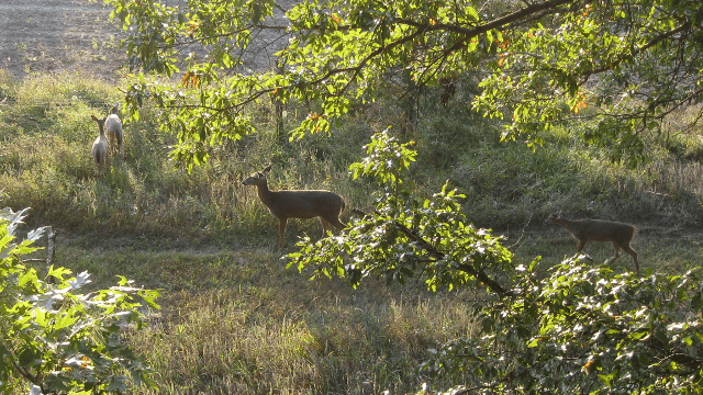 Patoka Sportsman 8-4-18