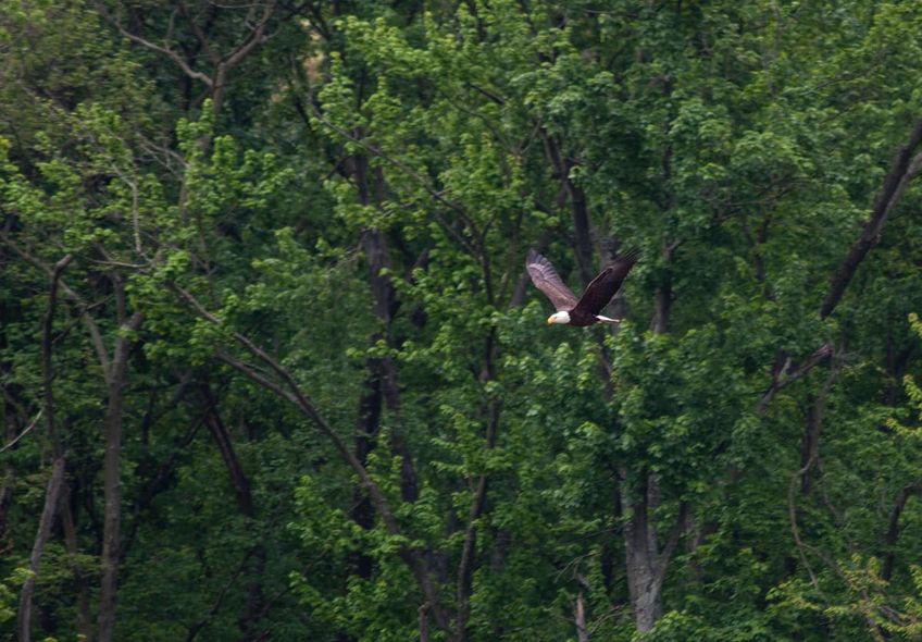 Patoka Sportsman 6-30-18