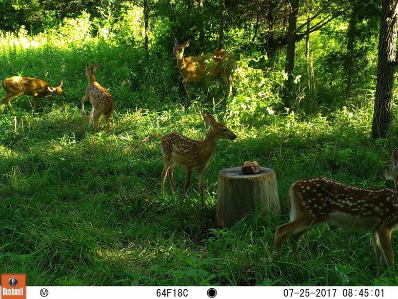 Patoka Sportsman 6-13-20