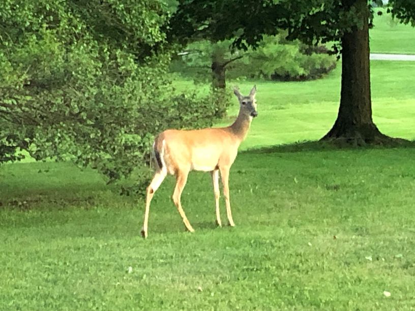 Patoka Sportsman 6-22-19