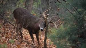 Patoka Sportsman 10-3-20