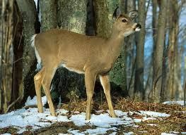 Patoka Sportsman 3-9-19