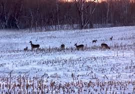 Patoka Sportsman 1-26-19