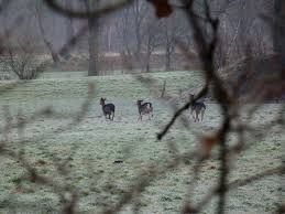 Patoka Sportsman 3-2-19