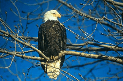 Patoka Sportsman 7-28-18