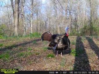 Patoka Sportsman 3-51922