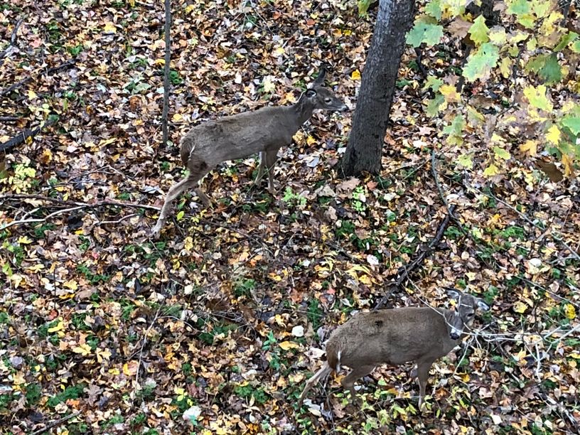 Patoka Sportsman 11-10-18