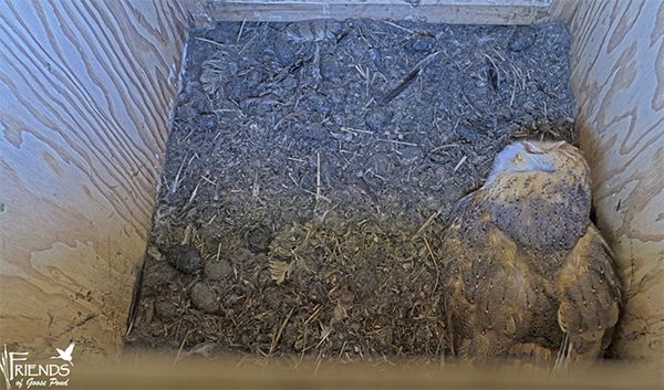 Barn owl nest box at Goose Pond Fish & Wildlife Area has eggs