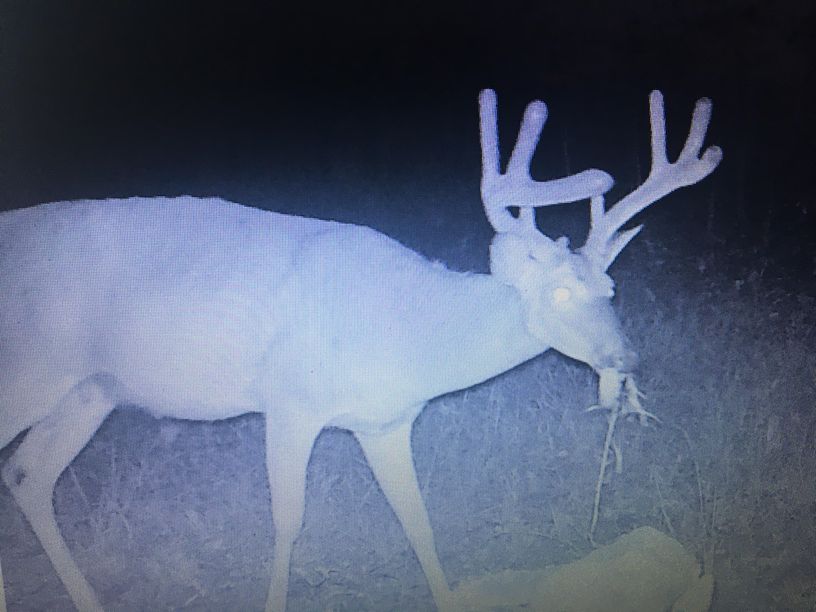 Patoka Sportsman 7-20-19