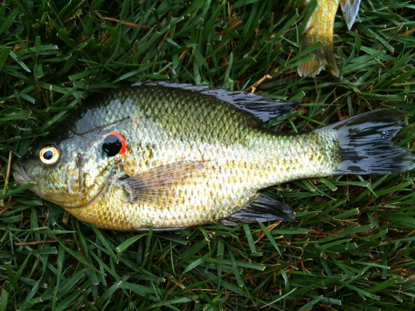 Patoka Sportsman 5-15-21