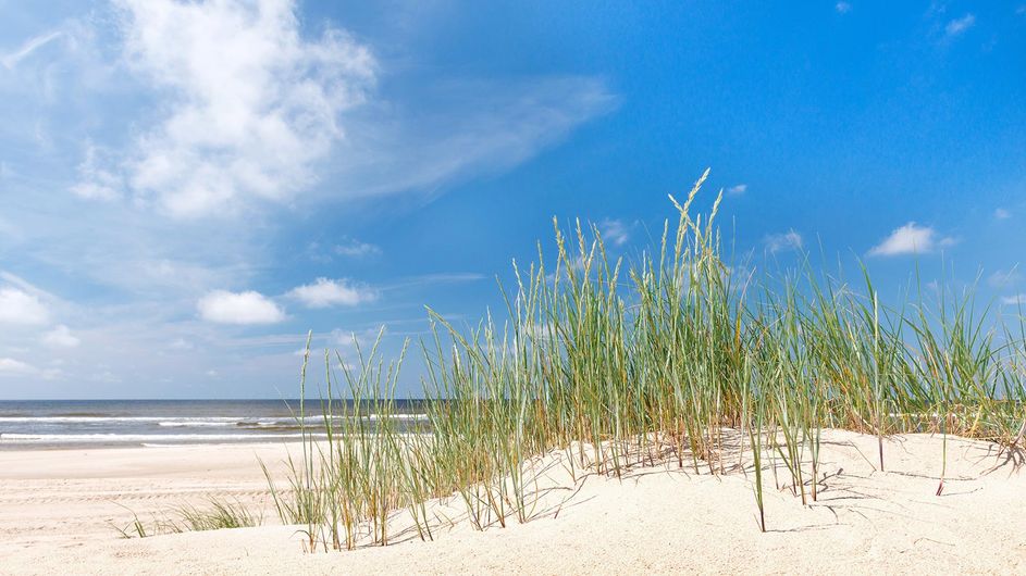 Grass on the sand near the ocean