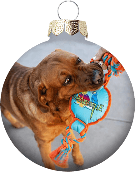 Pet Toys & Accessories