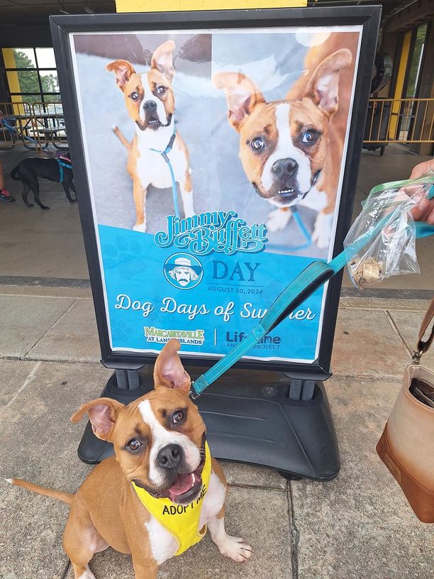A dog with an Adopt Me bandanaa on standing in front of Dog Days of Summer sign