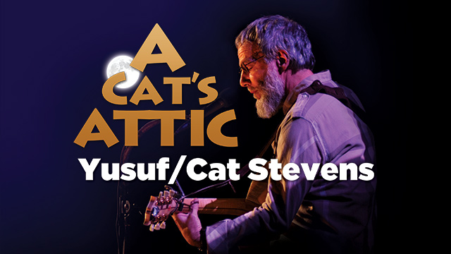 A Cat's Attic
