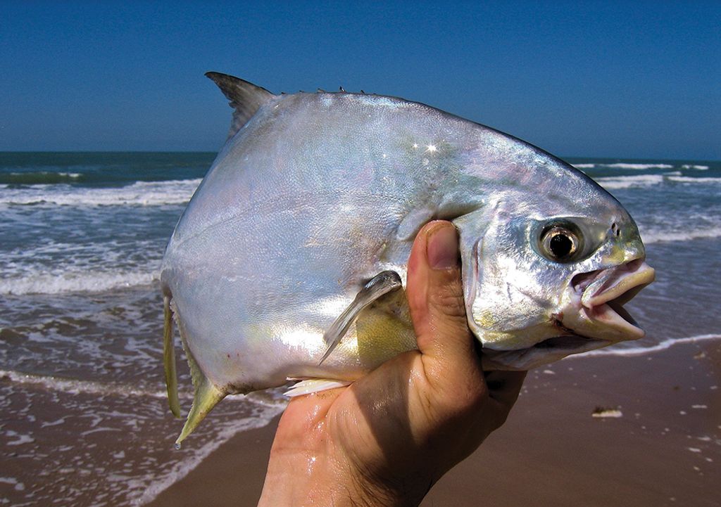 The Florida Pompano of Texas