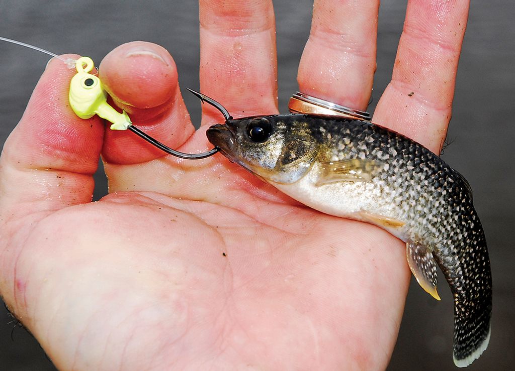 Fishermen Use Live Bait to Fish, But What Bait is Illegal in MI?