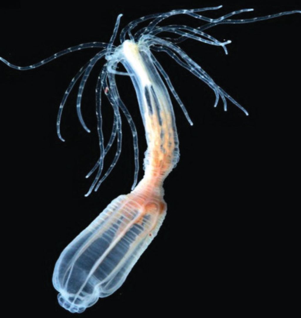 Venmon Insect Revamping Their Venom