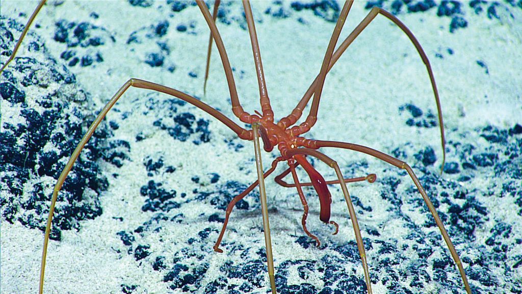 Scientists Find 8 New Species of Spider with Whiplike Legs