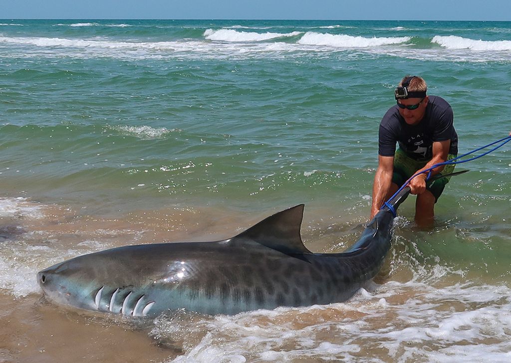 Massive shark caught off Texas coast