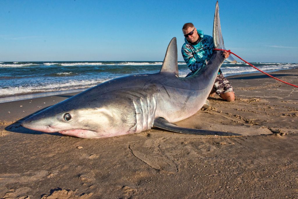 South Texas angler reels in huge tiger shark off Padre Island