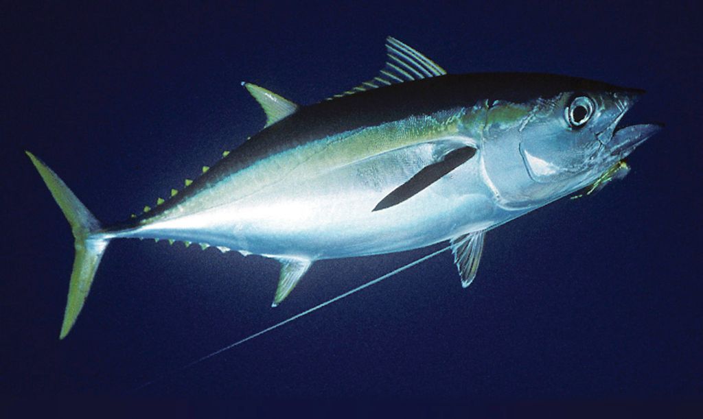 Yellowfin Tuna : r/saltwaterfishing