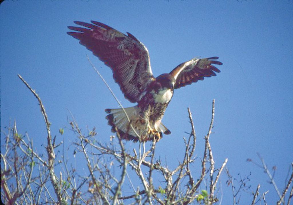 White-tailed Hawk