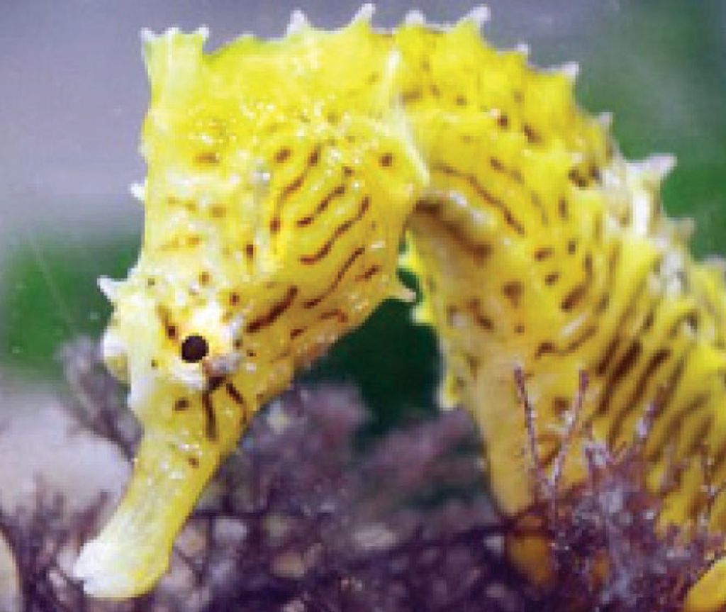 Corefiling Seahorse Seahorses Use Their Heads to Their Advantage
