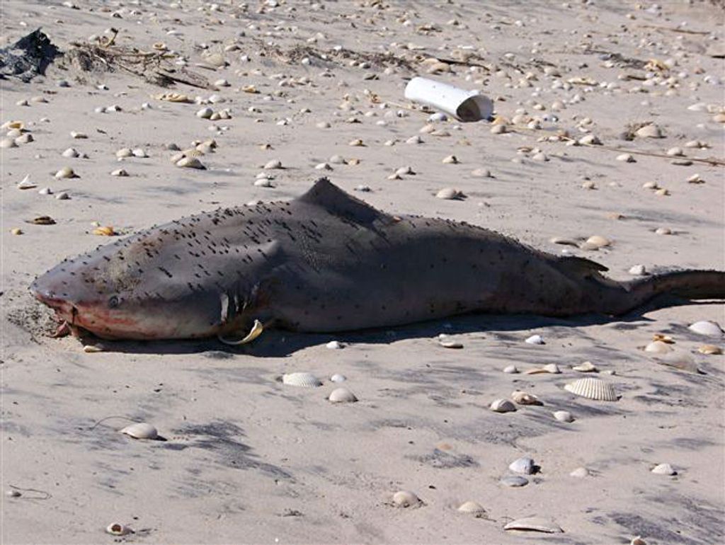 Sharks in the Sand - Texas Fish & Game Magazine