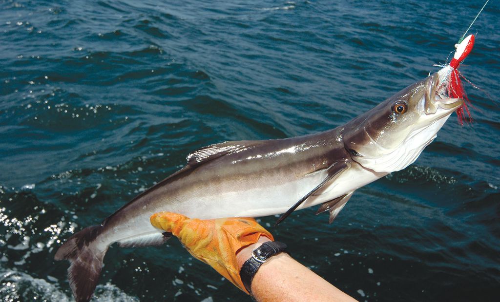 Run with the Cobia