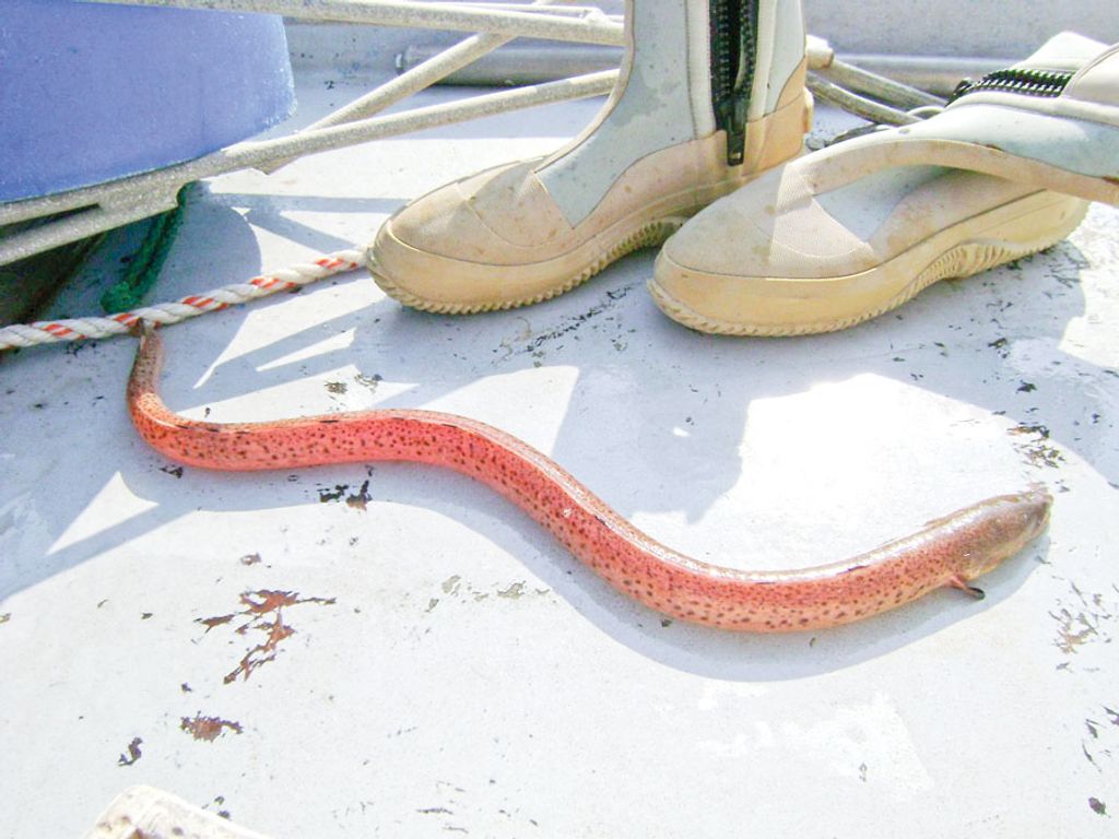 sea snakes in the gulf of mexico