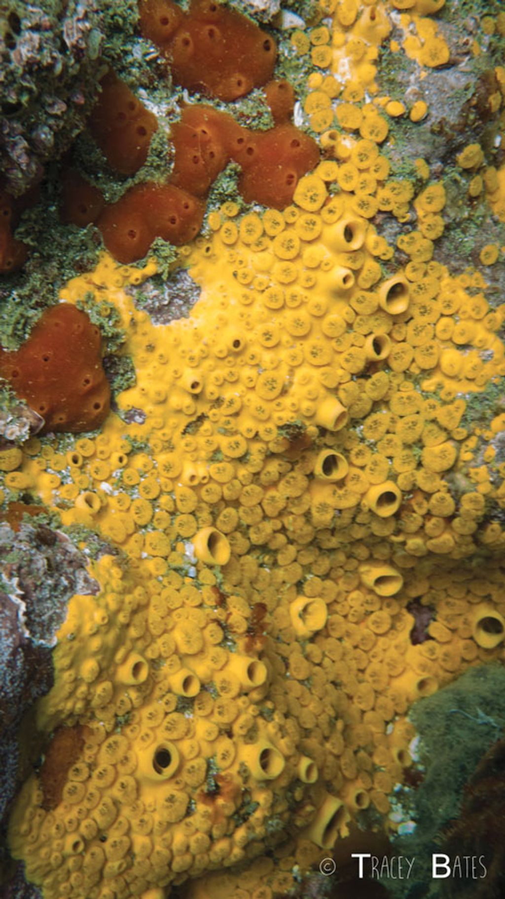 Facts About Sponges (Porifera)