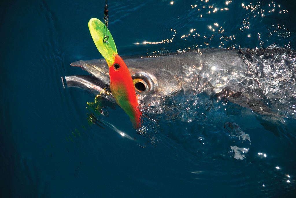 Best Kingfish Trolling Lures - The Hull Truth - Boating and
