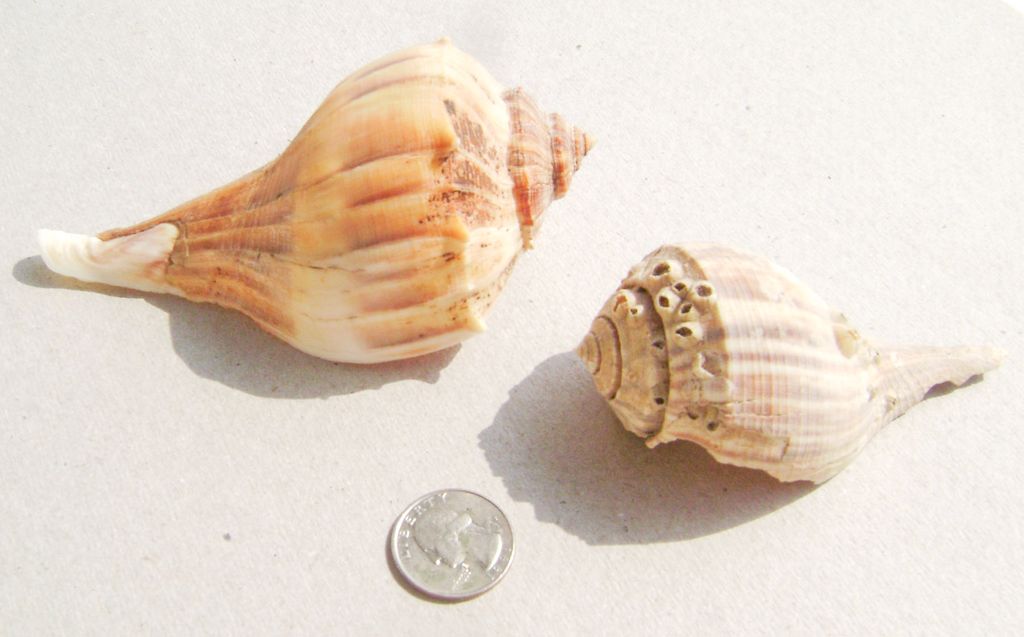 Knobbed Whelk Egg Cases Holes Indicate Where Baby Whelks Exited Sea Moss Sea Shells Lichen Moss