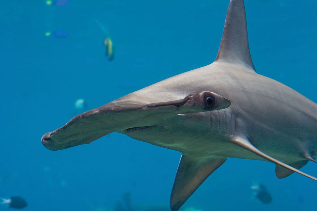 WATCH: Texas fishermen reel in 1,000-pound hammerhead shark