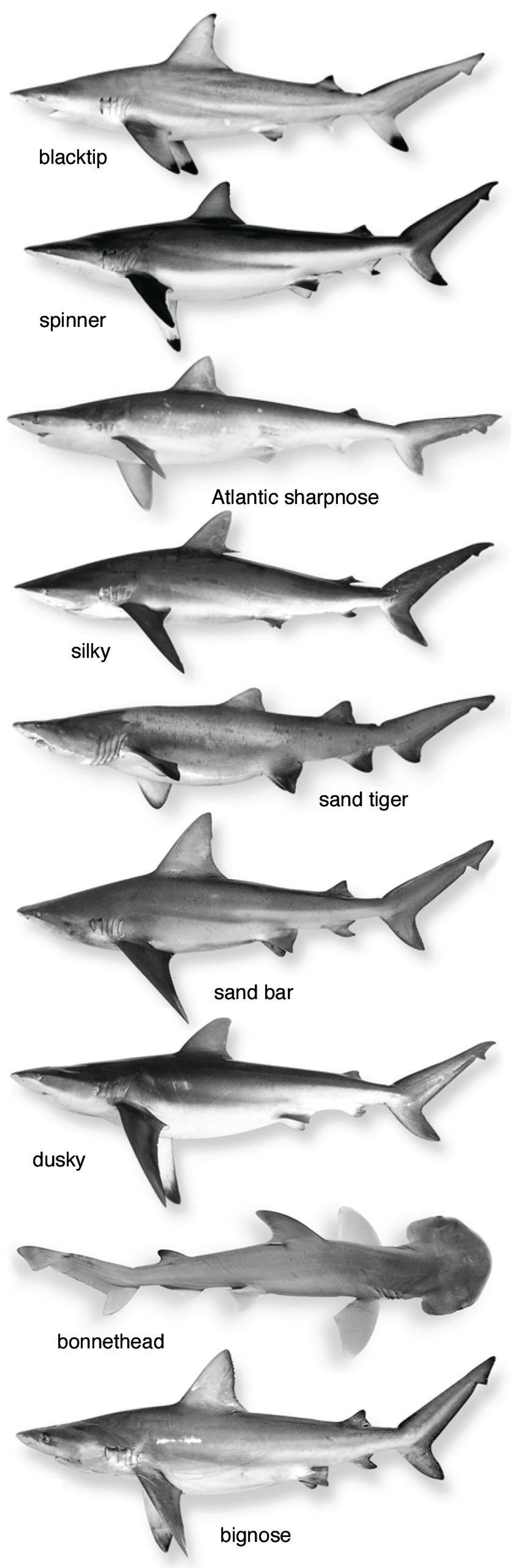 Sharks, size small, Waterline