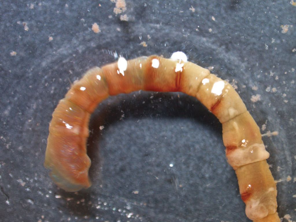 Polychaete Worms: Part 2