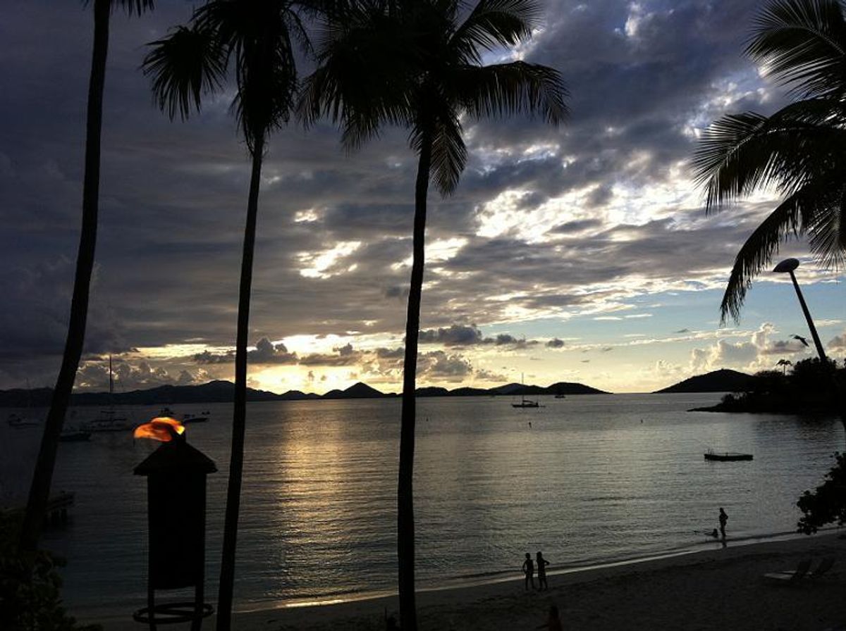 palm trees palm trees