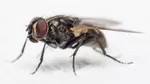 Ways to Keep Bugs Out