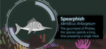 Marine Lowlifes: Spearphish