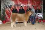 12_ring_a_3rd_overall_steer_ch_aob_george_sinclair_6659_1590763732.jpg