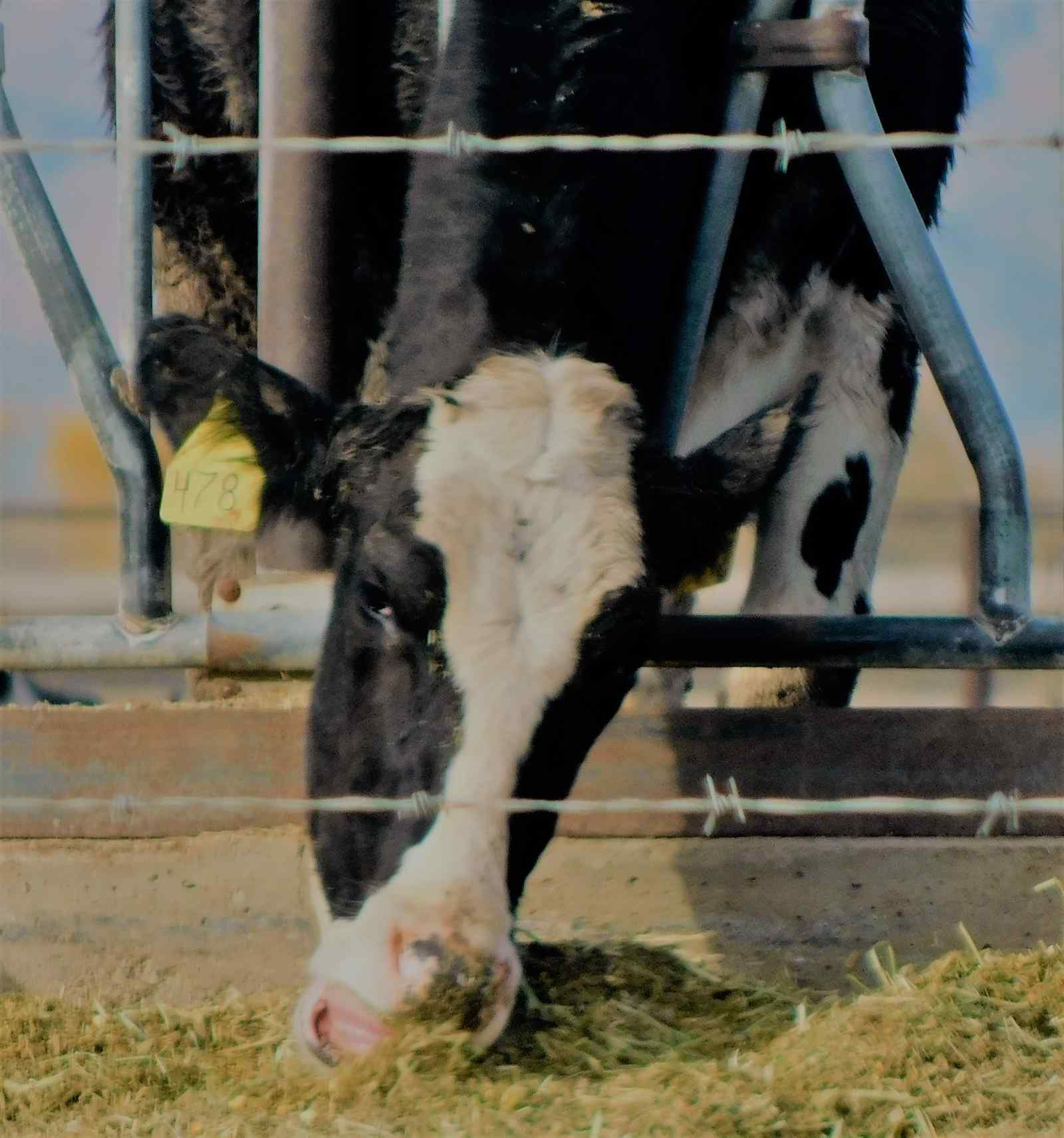 California dairies feed seaweed to reduce greenhouse gas emmissions