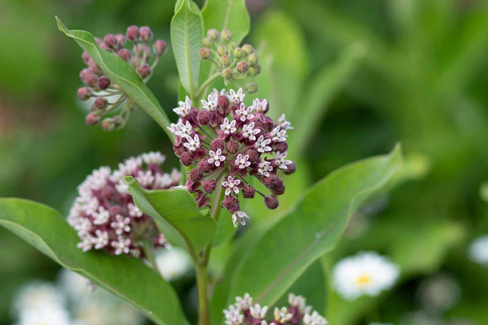 Gardening with Kay Drennen