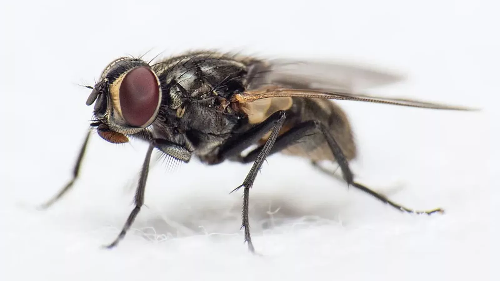 Ways to Keep Bugs Out
