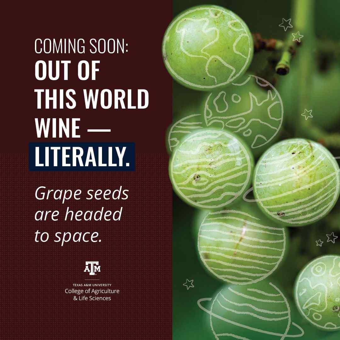 Texas A&M University Department of Horticultural Sciences&rsquo; mission to send grape seeds to NASA